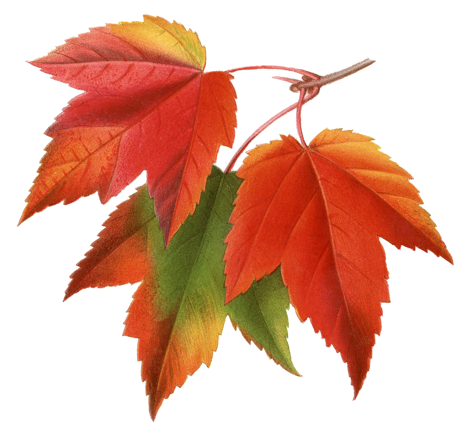 14 Maple Leaf Clipart The Graphics Fairy