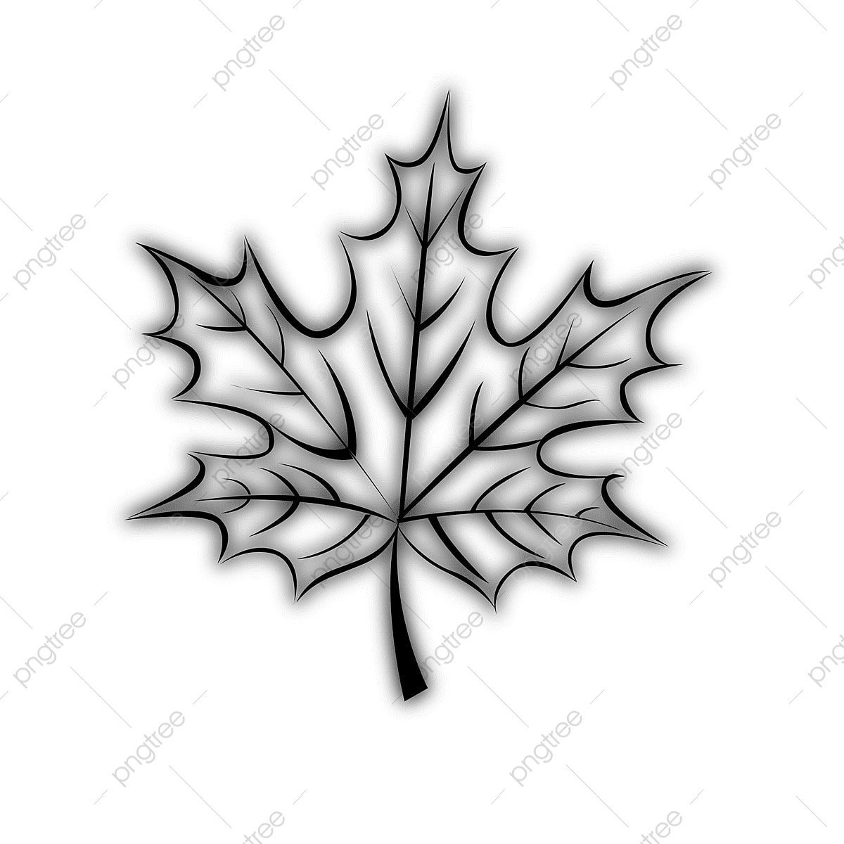 Maple Leaf Outline PNG Transparent Images Free Download Vector Files Pngtree